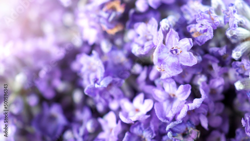 Close-up or macro images of Japan lavender bouquet bunch which freshness colorful blooming and have aroma fragrance for relaxing moment in a summer day 