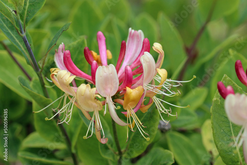 White, pink and yellow honeysuckle flowers