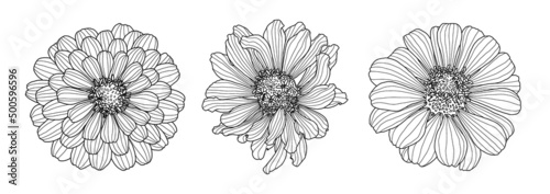 Three drawings of Zinnia flower isolated on white backdrop. Element for design in line art style for greeting card, wedding invitation, coloring book. photo