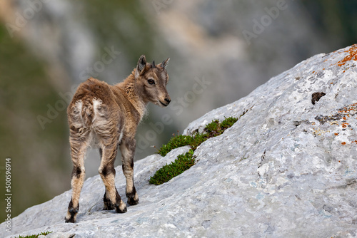 Fototapet Bouquetin des Alpes (Capra ibex) jeune bouquetin (chevreau) en été