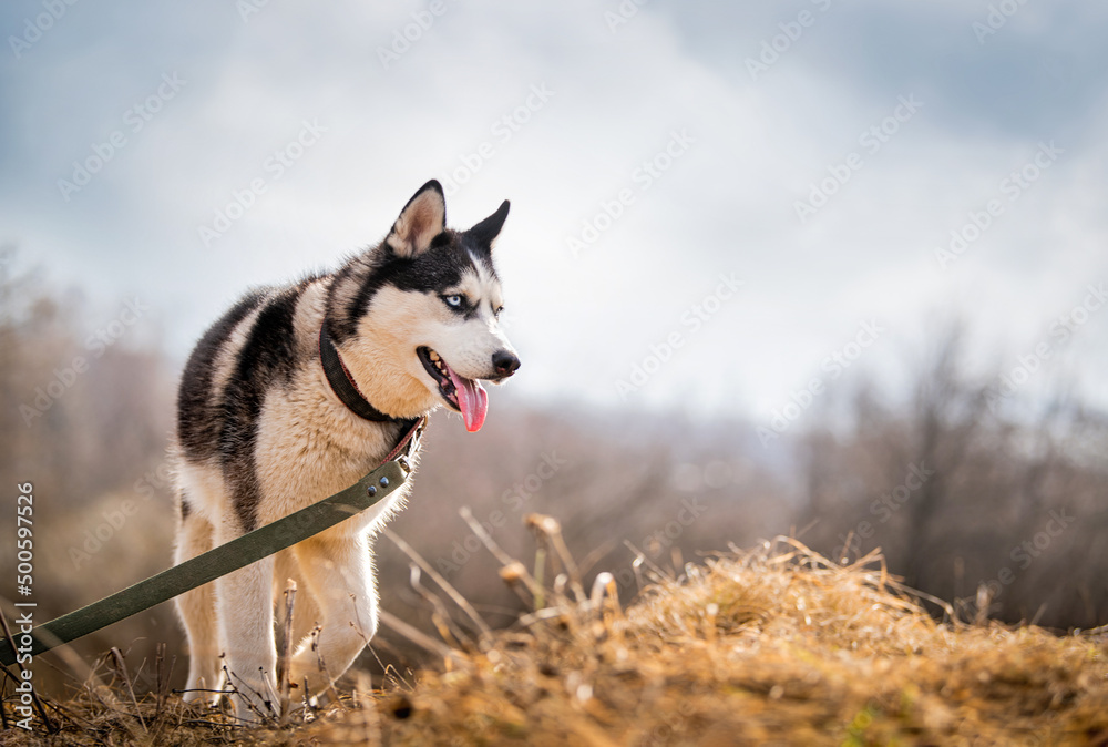 Portrait of a magnificent Siberian Husky standing in the background of a natural northern landscape.