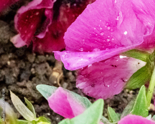 drops of dew on a flower petal
