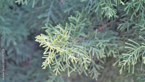 Closeup background image of Arizona cypress also known as Cupressus arizonica. photo