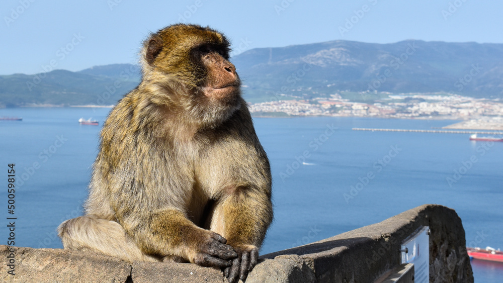 Naklejka premium Monkey in the rock of gibraltar