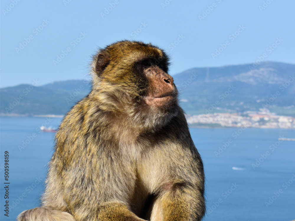 Monkey in the rock of gibraltar
