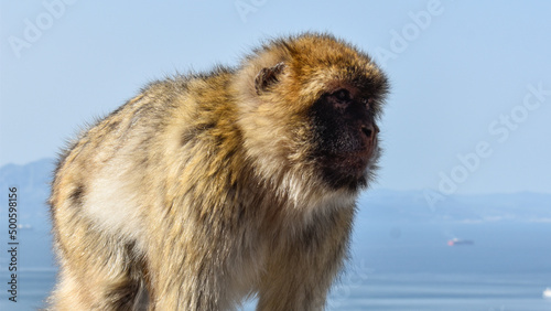 Monkey in the rock of gibraltar  © Facundo
