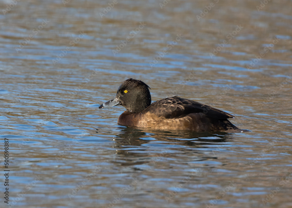 Female Tufted Duck(Aythya fuligula) Female Tufted Duck(Aythya fuligula)