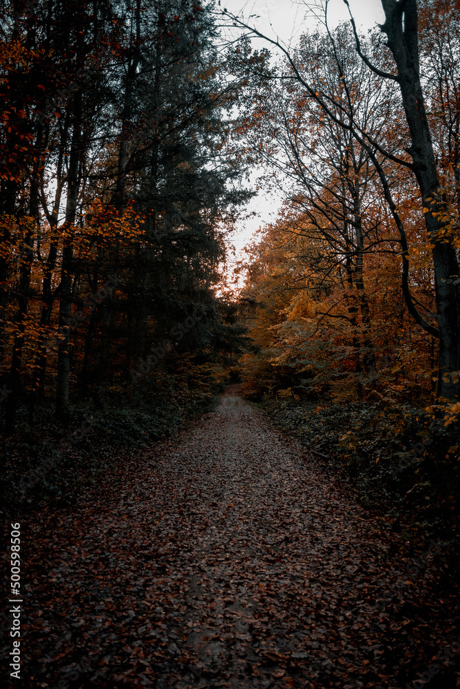 Fototapeta premium woods autum 2