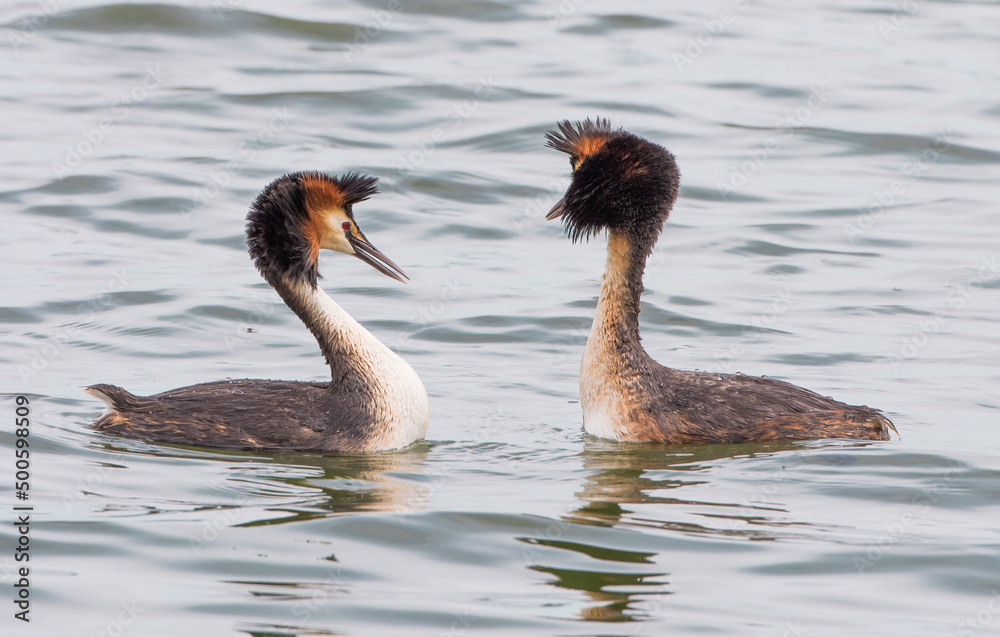 Pair of Great-Crested Grebes (Podiceps cristatus) Displaying Courtship Behaviour.