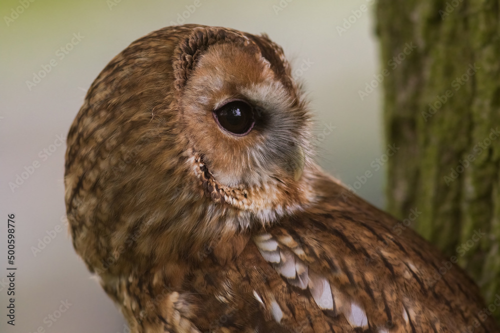 Fototapeta premium Tawny Owl or brown owl (Strix aluco) Portrait in Daylight.