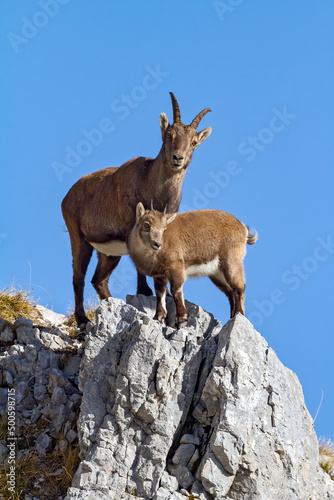 Bouquetin des Alpes  Capra ibex  femelle et jeune sur une ar  te en novembre. Alpes France