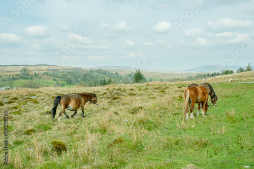 Welsh Mountain Ponies on the hills of the Brecon Beacons National Park, South Wales, UK. © Paul