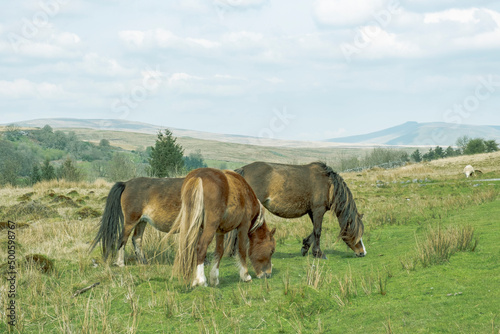 Welsh Mountain Ponies on the hills of the Brecon Beacons National Park, South Wales, UK.