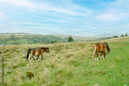 Welsh Mountain Ponies on the hills of the Brecon Beacons National Park  South Wales  UK.