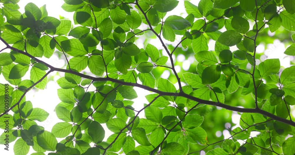 Green tree leaves and sunbeams, forest freshness Green tree leaves and sunbeams, forest freshness