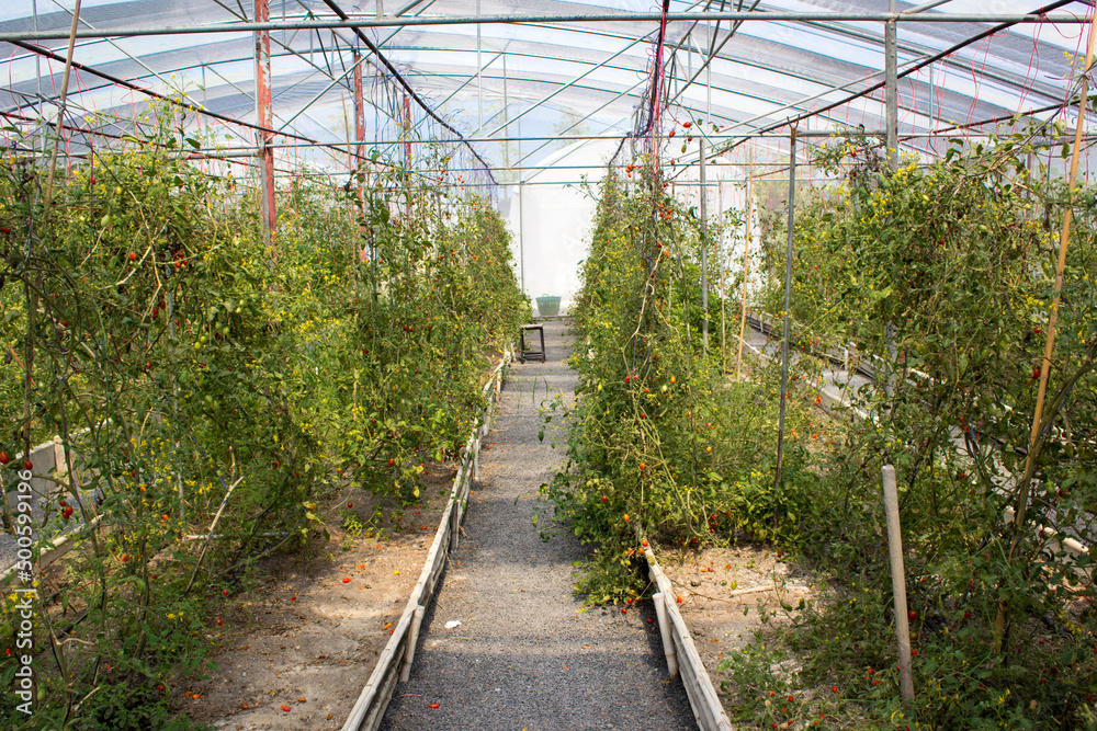 Tomato garden grown in closed greenhouses.that can prevent insects and can control the temperature