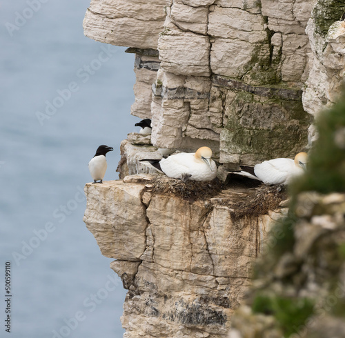 Northern Gannets (Morus bassanus)nesting on a Cliff Edge with Razorbill (Alca torda) Testing the Safety of an Overhang