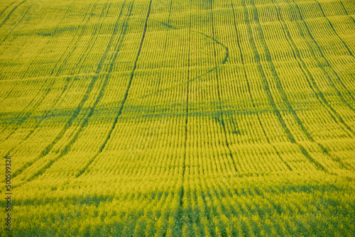 irregular geometric shapes in the rapeseed