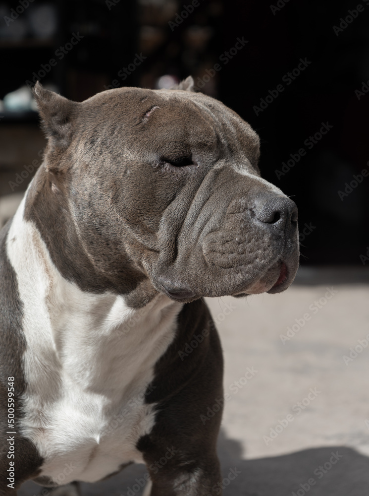 Photograph of a dog. Gray American Bully. Guard dog. pedigree Photograph of a dog. Gray American Bully. Guard dog. pedigree