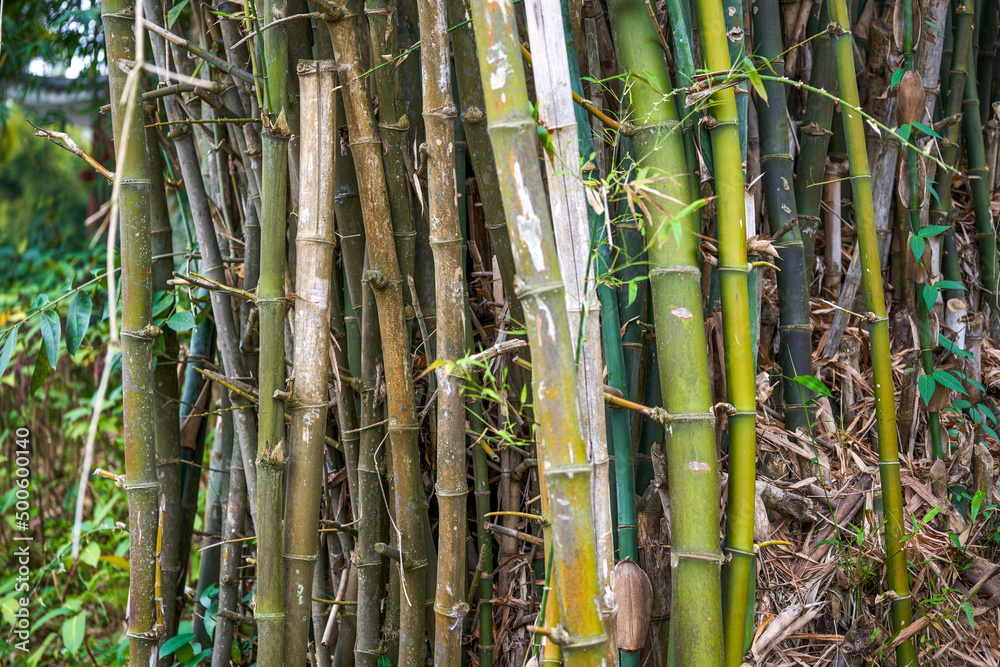 Obraz premium Close-up of clumps of prime bamboo forest in the park