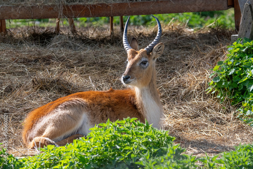 The lechwe (Kobus leche), or southern lechwe in the grass. photo