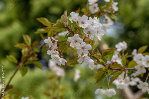 Obraz na płótnie Prunus serrulata sakura cherry in blossom springtime w salonie