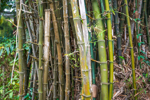 Close-up of clumps of prime bamboo forest in the park