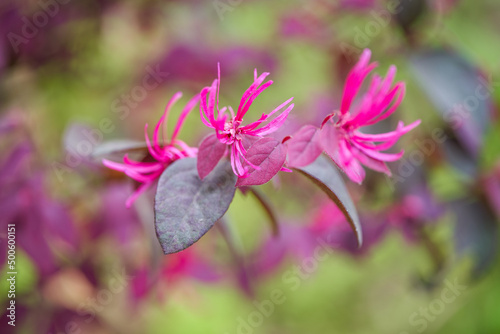 Close-up of a beautiful blooming saffron tree