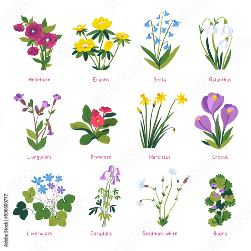 Spring flowers in blossom, primrose and crocus