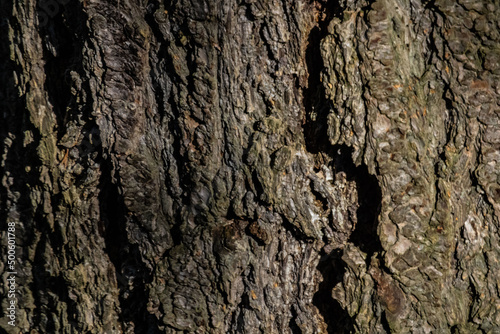 Up Close Texture of Tree Bark Design