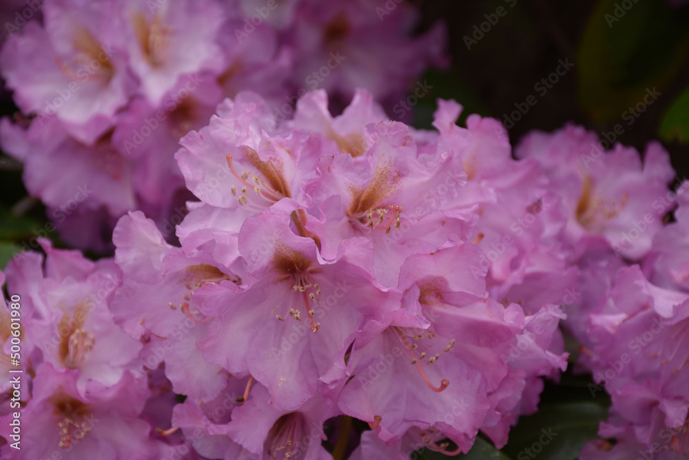 Wall of Pink Rhododendron Flowers Blooming in the Spring