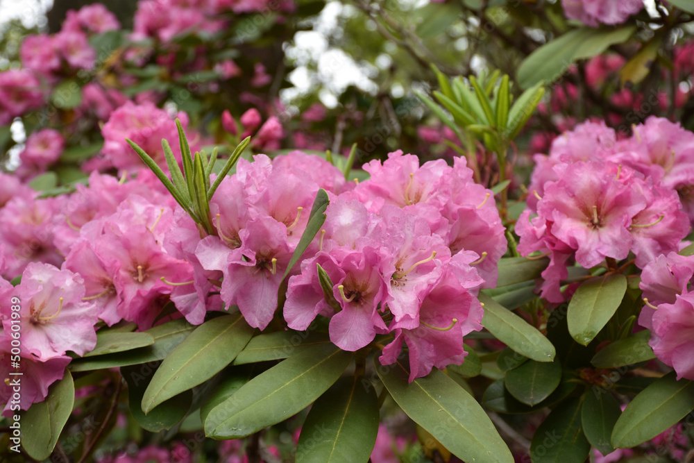 Rhododendron Bushes in Full Bloom in Late Spring Rhododendron Bushes in Full Bloom in Late Spring