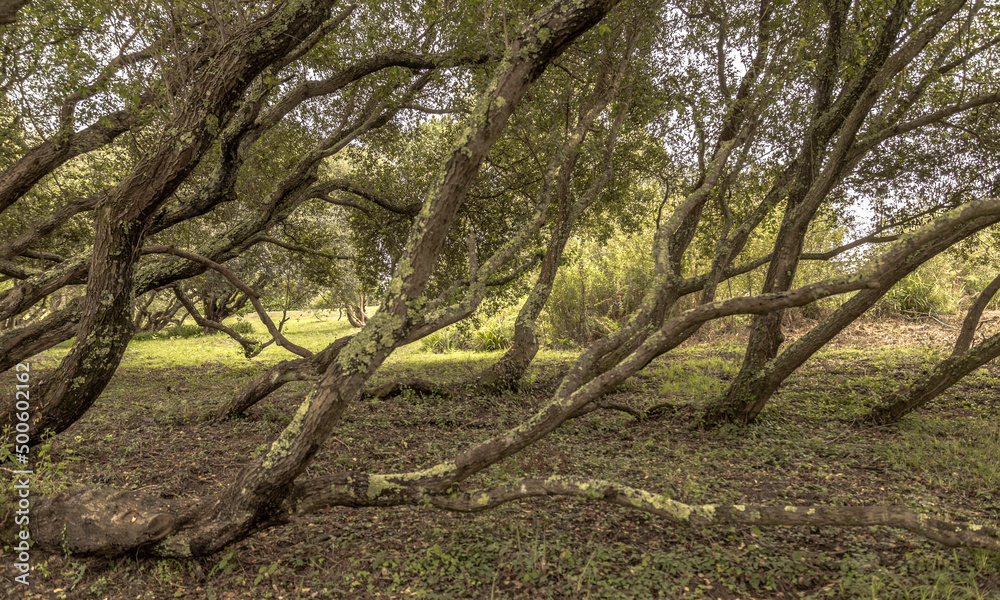 Trees creeping towards the light in a galician forest