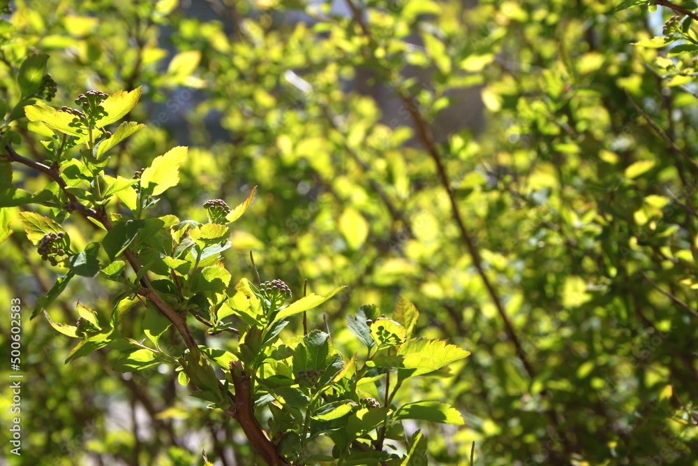 green leaves background green leaves background