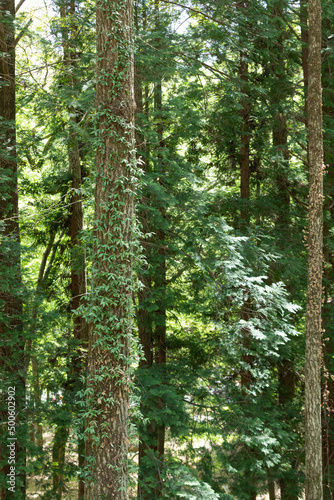 green leaves covering the trees