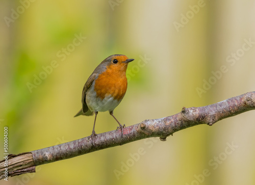 European robin (Erithacus rubecula) Perched on a Branch © Richard Hadfield
