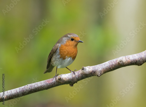 European robin (Erithacus rubecula) Perched on a Branch © Richard Hadfield