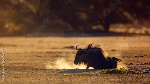 Blue wildebeest grooming in sand at dawn in Kgalagadi transfrontier park, South Africa ; Specie Connochaetes taurinus family of Bovidae