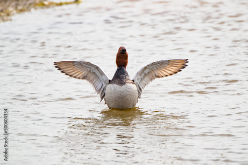 Common Pochard (Aythya ferina) Flapping photo