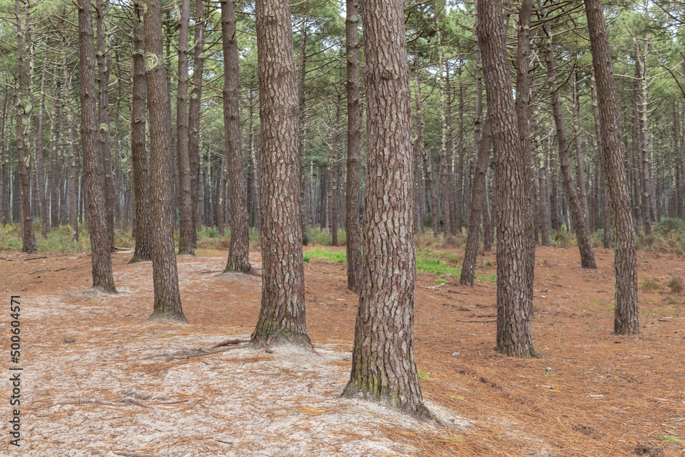 Fototapeta premium Pine forest next to the dunes in Landes