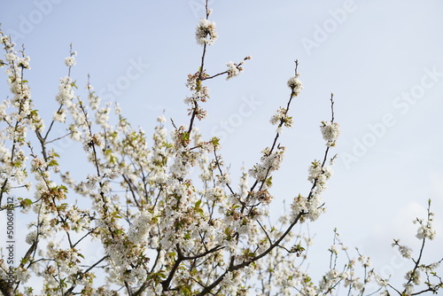 cherry blossom branches © Fabio