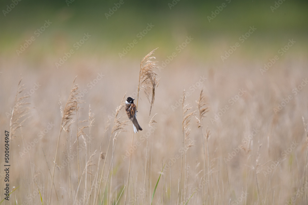 Obraz premium Reed Bunting (Emberiza schoeniclus) Singing in a Reed Bed