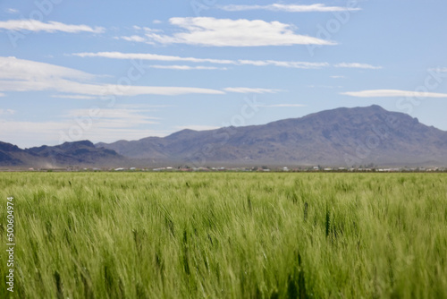Spring wheat fields behind the Santa Monica mountains photo