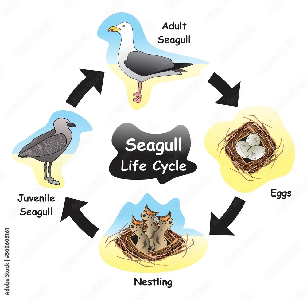 Vektorová grafika „Seagull Life Cycle Infographic Diagram showing ...