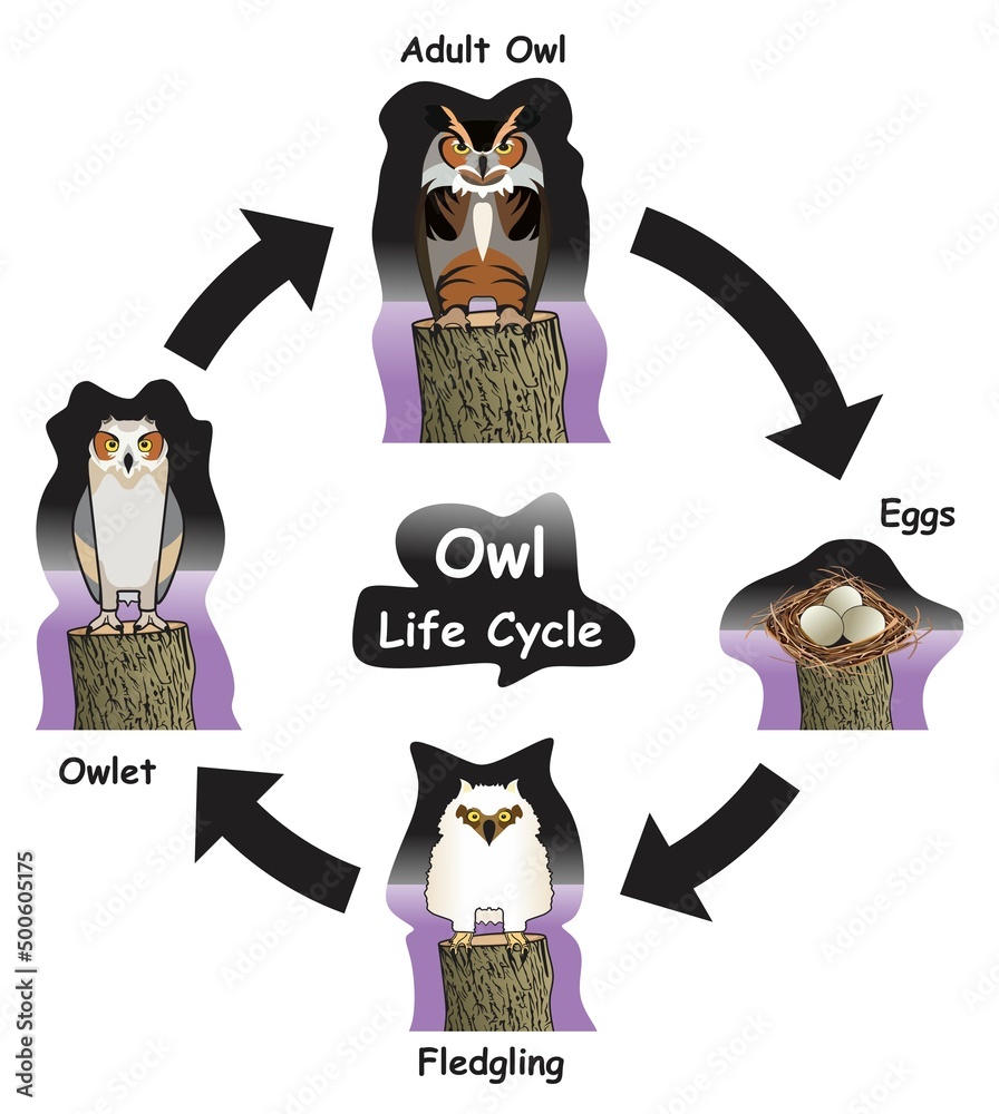 Owl Life Cycle Infographic Diagram Showing Different Phases And 