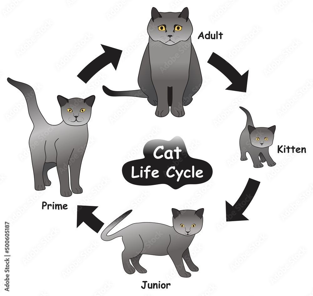 Cat Life Cycle Infographic Diagram showing different phases and