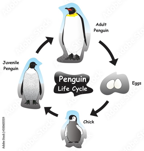 Penguin Life Cycle Infographic Diagram showing different phases and development stages including eggs chick juvenile and adult penguin for biology science education vector