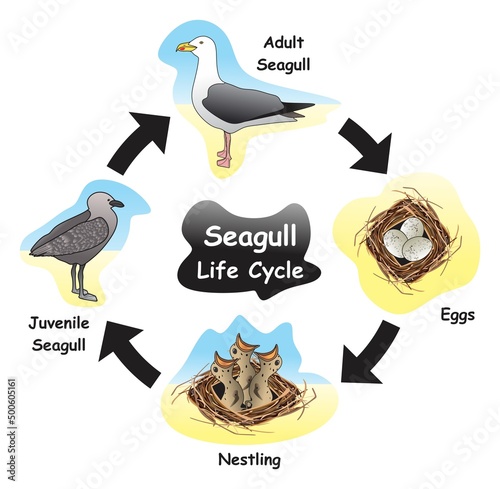 Seagull Life Cycle Infographic Diagram showing different phases and development stages including eggs nestling juvenile and adult seagull for biology science education vector