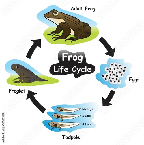 Frog Life Cycle Infographic Diagram showing different phases and development stages including eggs tadpole froglet and adult frog for biology science education vector