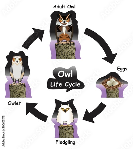 Owl Life Cycle Infographic Diagram showing different phases and development stages including eggs owlet fledgling and adult owl for biology science education vector
